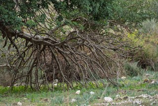 Carrubo di Fildidonna